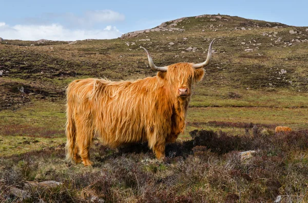 Highlands, İskoç inek İskoçya İngiltere