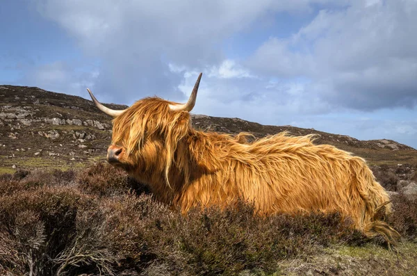 Vaca escocesa das terras altas, Escócia Grã-Bretanha — Fotografia de Stock