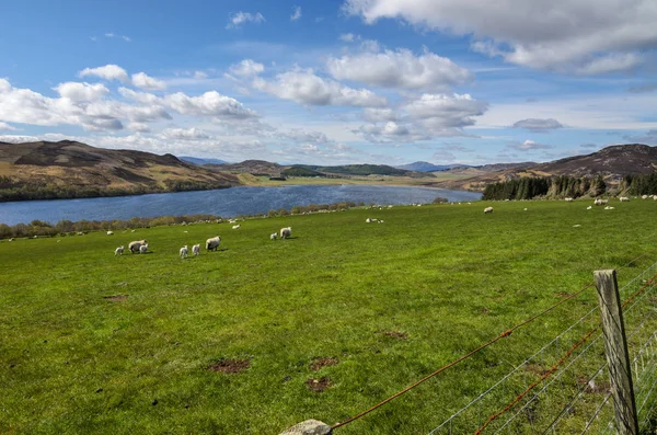 Scottish landscape with sheep. Scotland, Great Britain — Stock Photo, Image