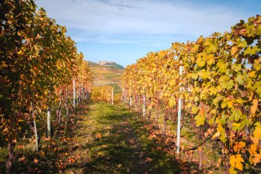 Langhe üzüm bağları tepeleri, La Morra köyü. Sonbahar sezonu. Şarap turizmi, Avrupa seyahatleri. Bahçecilik, Langhe, Piedmont, İtalya, Unesco mirası. Barolo, Nebbiolo, Dolcetto, Barcaresco kırmızı şarap. 