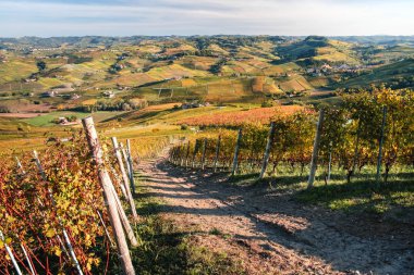 Langhe üzüm bağı tepelerinin manzarası. Sonbahar manzarası, güzel renkler. Dolcetto, Nebbiolo, Barbera, Barolo kırmızı şarap. Turizm, seyahat yeri. Bağcılık Piedmont, İtalya, Unesco mirası