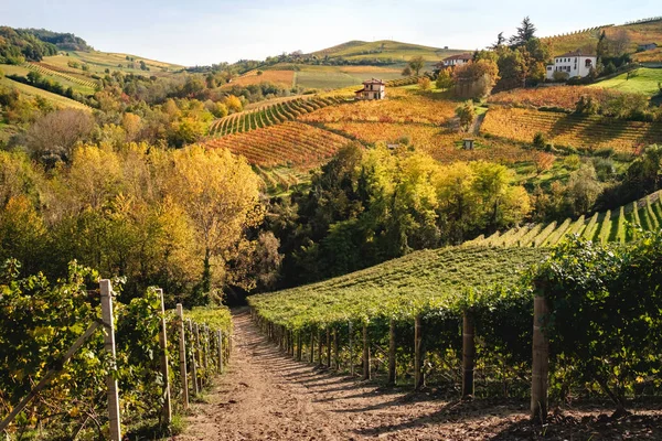 Langhe üzüm bağı tepelerinin manzarası. Sonbahar manzarası güzel renkler. Dolcetto, Nebbiolo, Barbera, Barolo kırmızı şarap. Turizm, seyahat yeri. Bağcılık Piedmont, İtalya, Unesco mirası