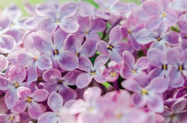 Leylak çiçeğinin bahar fotoğrafı.