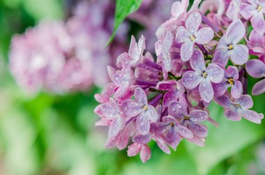 Leylak çiçeğinin bahar fotoğrafı.