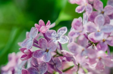 Leylak çiçeğinin bahar fotoğrafı.