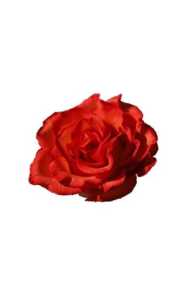 玫瑰在白色背景上被隔离 设计或印刷用红花 — 图库照片