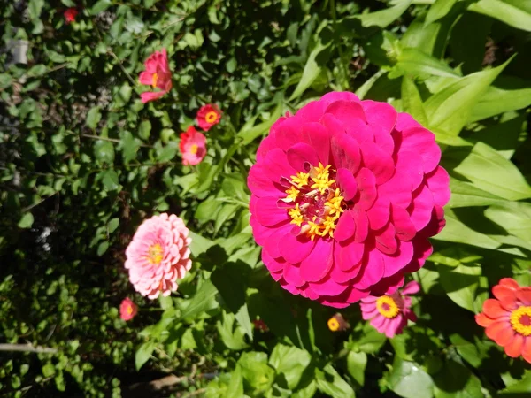 Flores Margarida florescendo — Fotografia de Stock