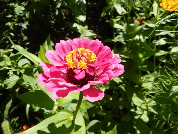 Rosa margarida flor closeup — Fotografia de Stock