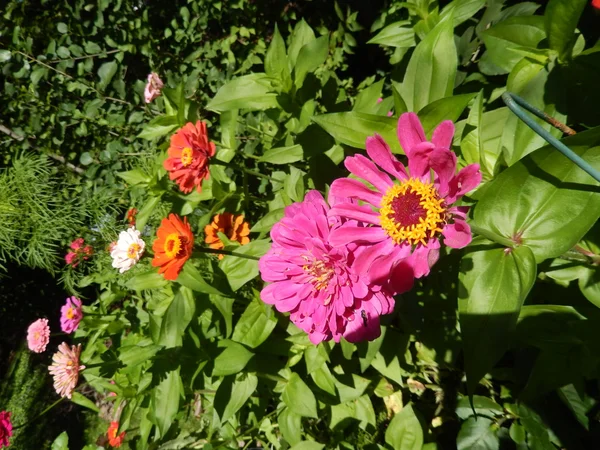 Flores Margarida florescendo — Fotografia de Stock