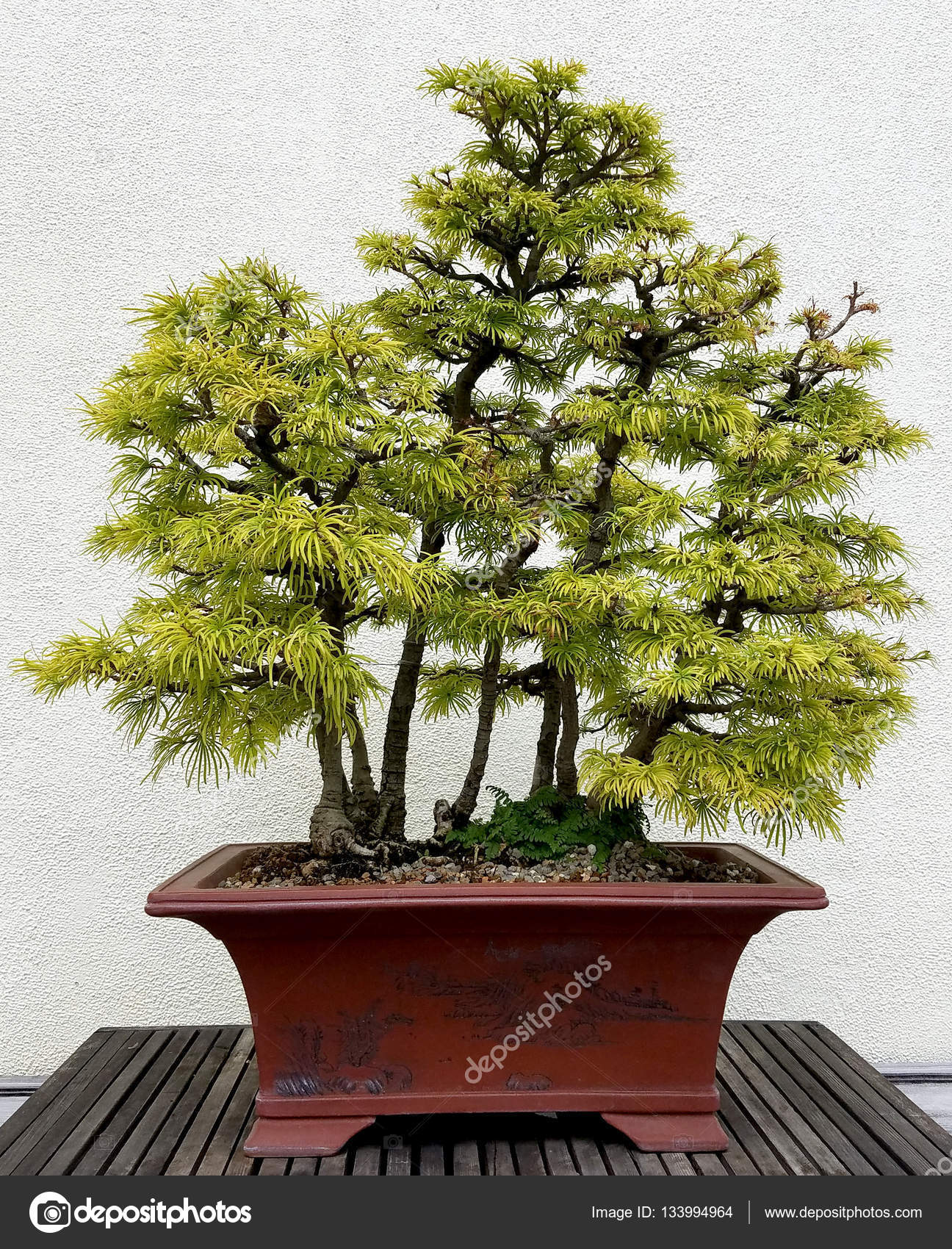 Miniature Evergreen Trees