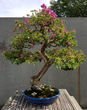 Minyatür Bonsai açelya ağacı 