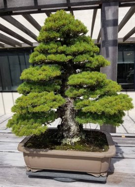 Minyatür ardıç Bonsai 