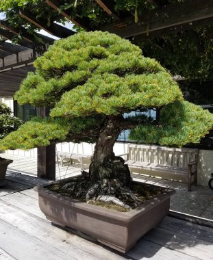 Bonsai minyatür yaprak dökmeyen ağacı