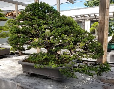 Bonsai minyatür yaprak dökmeyen ağacı