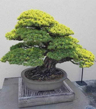 Minyatür ardıç Bonsai 