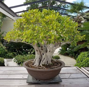 Minyatür Bonsai ağacı 