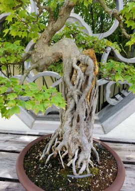 Minyatür Bonsai ağacı
