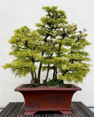 Bonsai minyatür yaprak dökmeyen ağaçlar