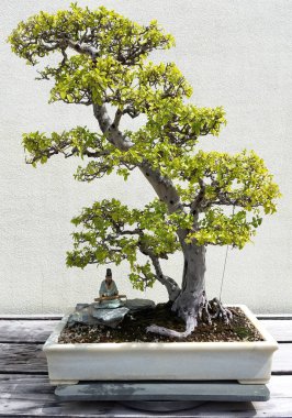 Minyatür Bonsai ağacı 