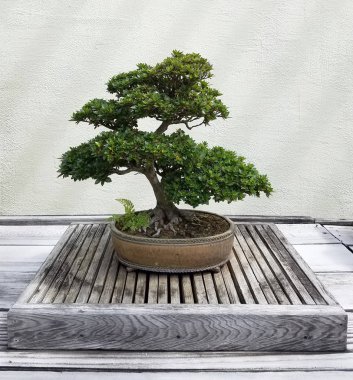 Minyatür Bonsai ağaçlar