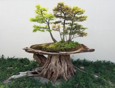 Minyatür Bonsai ağaçlar 