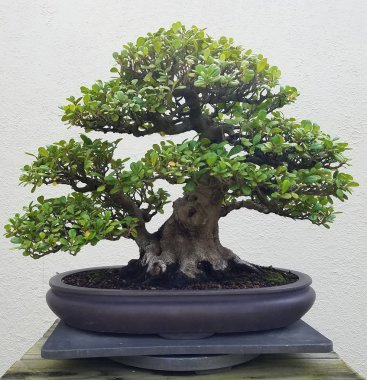 Bonsai minyatür ficus ağacı