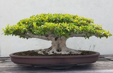 Bonsai minyatür ficus ağacı
