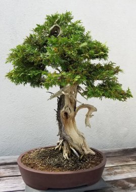 Minyatür Bonsai ağacı