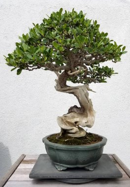 Bonsai minyatür ficus ağacı
