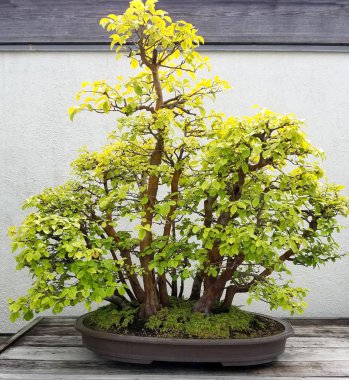 Bonsai Ayva ağaçlar
