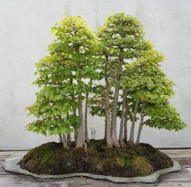 Minyatür Bonsai ağaçlar