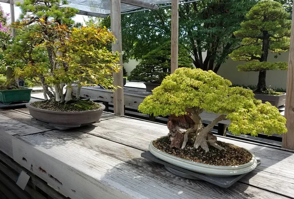 Alberi di bonsai in miniatura — Foto Stock