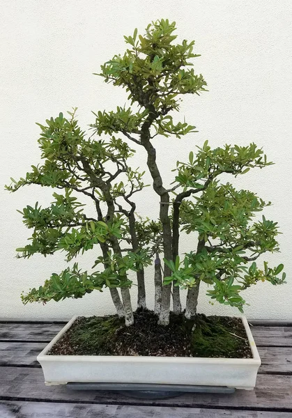 Bonsái miniatura ficus trees — Foto de Stock