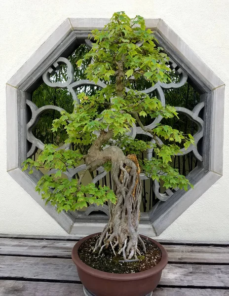 Árvore Bonsai miniatura — Fotografia de Stock