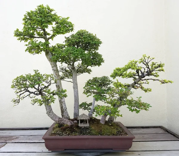 Bonsai árvores em miniatura — Fotografia de Stock