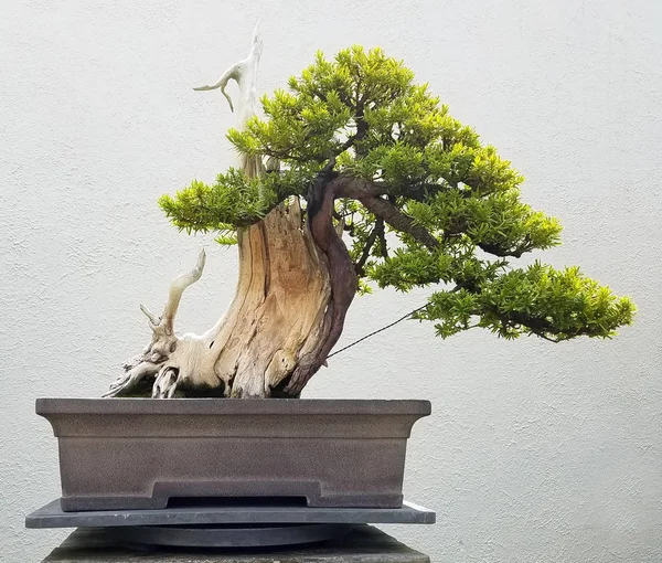 Árvore Bonsai miniatura — Fotografia de Stock