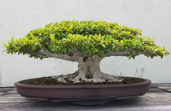 Bonsai miniatyyri ficus puu — kuvapankkivalokuva