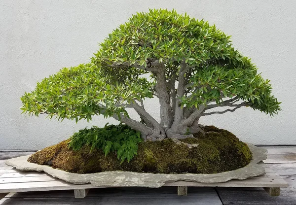 Miniatűr Bonsai fa — Stock Fotó
