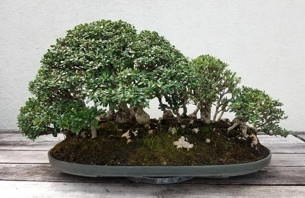 Bonsai miniatura ficus árvore — Fotografia de Stock