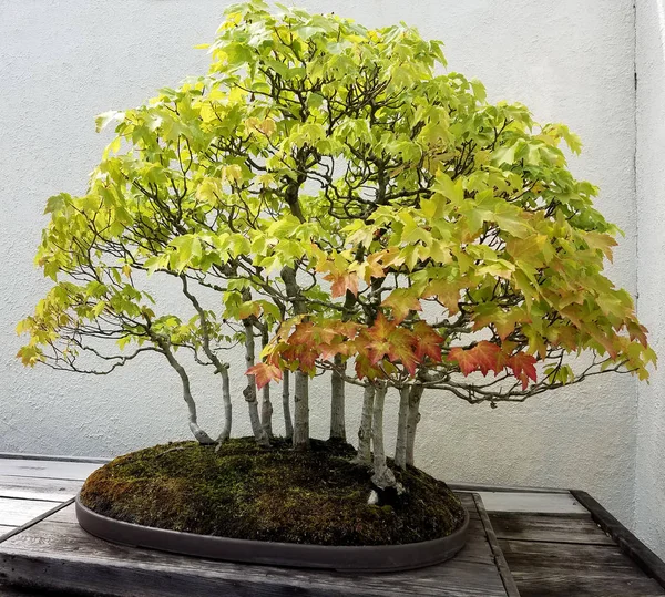 Árvores de bordo Bonsai — Fotografia de Stock