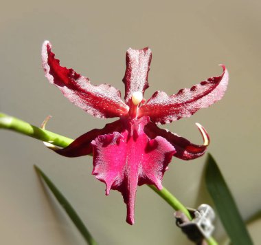 Koyu kırmızı orkide çiçek açan