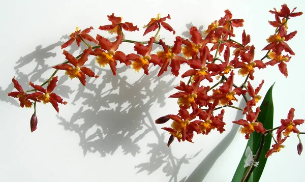 Zweig der roten Marsala-Orchideen — Stockfoto
