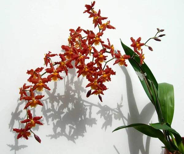 Trauben roter Marsala-Orchideen — Stockfoto
