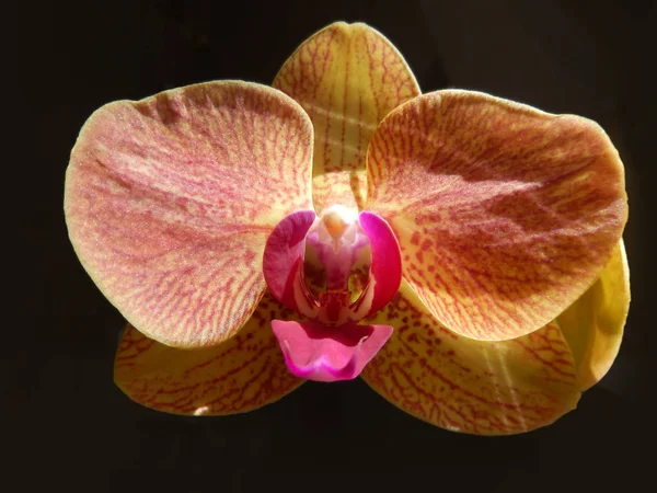 Orange Orchidee mit einem roten Blütenblatt in der Mitte — Stockfoto