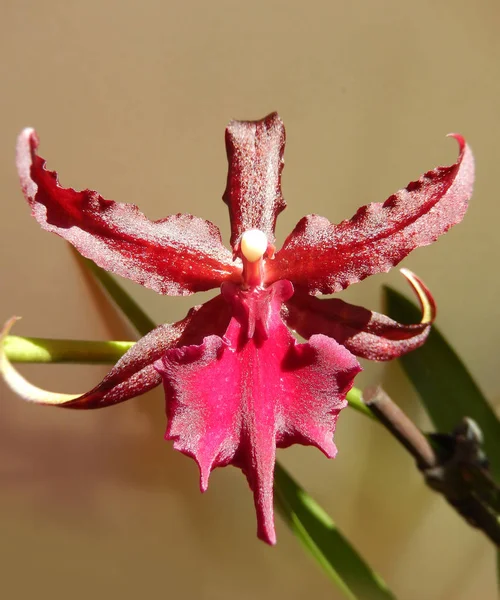 Tiefrote Orchidee blüht — Stockfoto