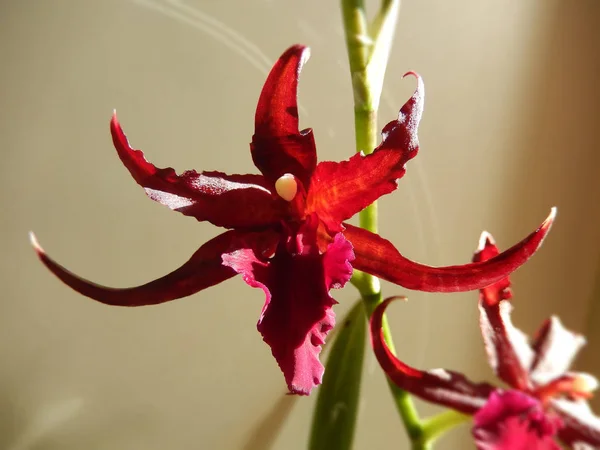 Tiefrote Orchidee blüht — Stockfoto