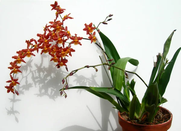 Trauben von roten Marsala-Orchideen in einem Topf — Stockfoto