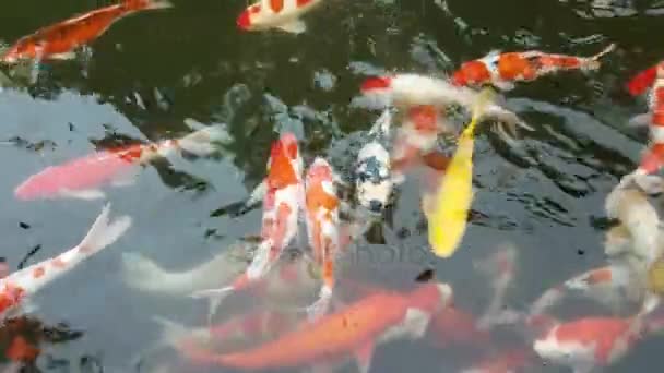 Exotiska Koi fisk bank. — Stockvideo