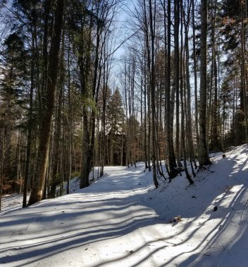 Ormanda kar kapalı yol