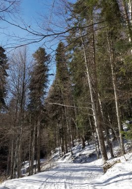 Ormanda kar kapalı yol